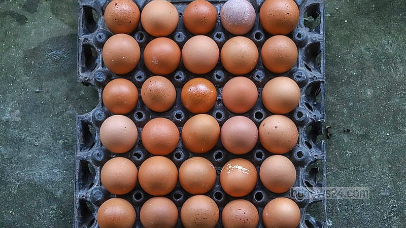 Collected eggs are placed in plastic cartons. Each carton has enough space to hold 30 eggs. Photo: Abdullah al Momin