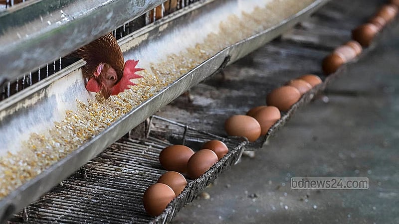 Eggs from caged chickens can be seen at a poultry farm in the Ghoshkanda area of Dhaka’s South Keraniganj. Photo: Abdullah al Momin