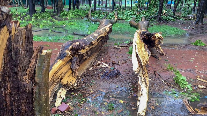 A day of fierce winds and heavy rain brought on by Cyclone Remal saw trees knocked down and uprooted in Dhaka’s Suhrawardy Udyan.