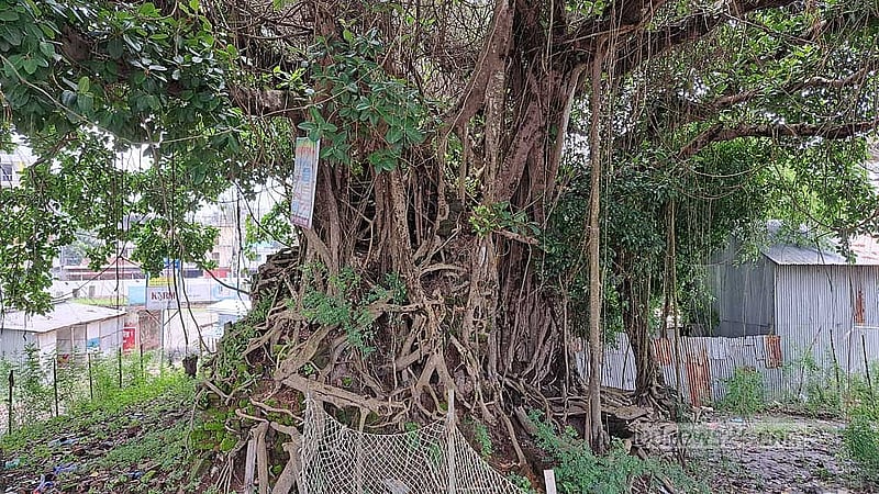 Every Rakhine neighbourhood has a banyan tree. They worship this tree, considering it a deity.