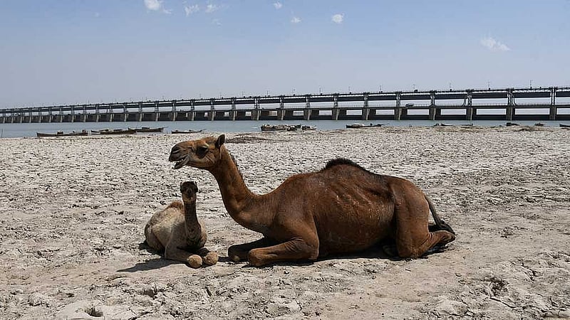 Camels sit on the dry riverbed of the Indus River, with the Kotri Barrage in the background, in Jamshoro, Pakistan April 25, 2025. REUTERS