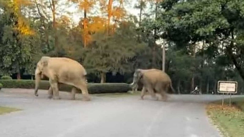 A group of elephants started living permanently in the KEPZ area in late 2018.
