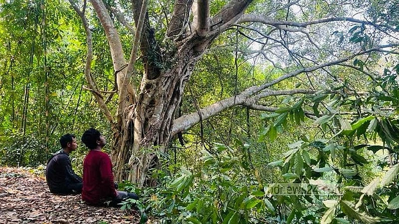 Deep within the forest, the rhythmic calls of unseen birds merge with the soft rustling of leaves in Khagrachhari's Bara Kangrakhaiya forest.