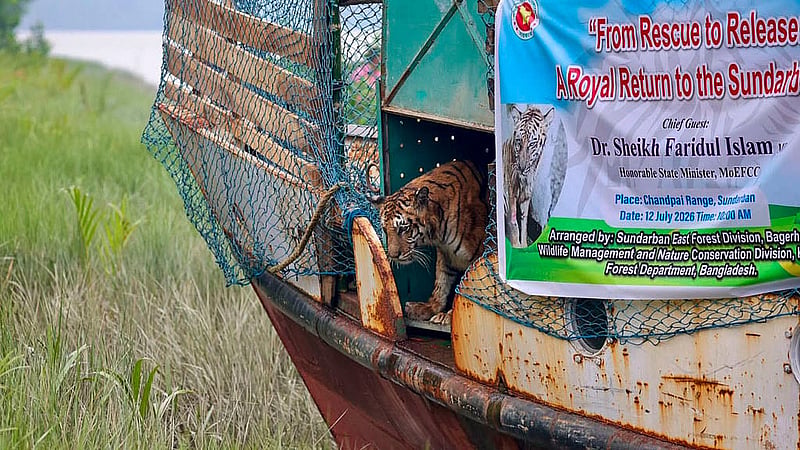 Hope for One, Uncertainty for Many: A tigress, which sustained injuries after being trapped in a deer poacher's snare in the Sundarbans, was released back into the wild on Sunday in the forest near Andharmanik Ecotourism Centre under the Sundarbans East Forest Division, following her full recovery.