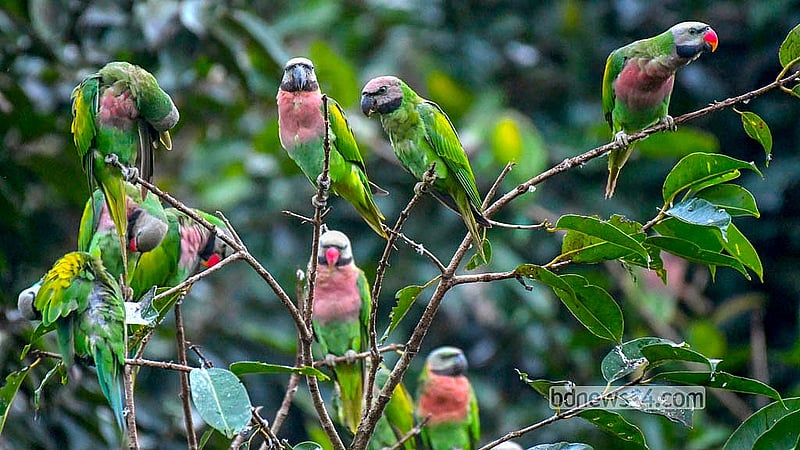 Hundreds of red-breasted parakeets, known locally as “Madna”, have been using trees at the Range Office in Khagrachhari town as their nighttime shelter for over a decade. Photo: Samir Mallick