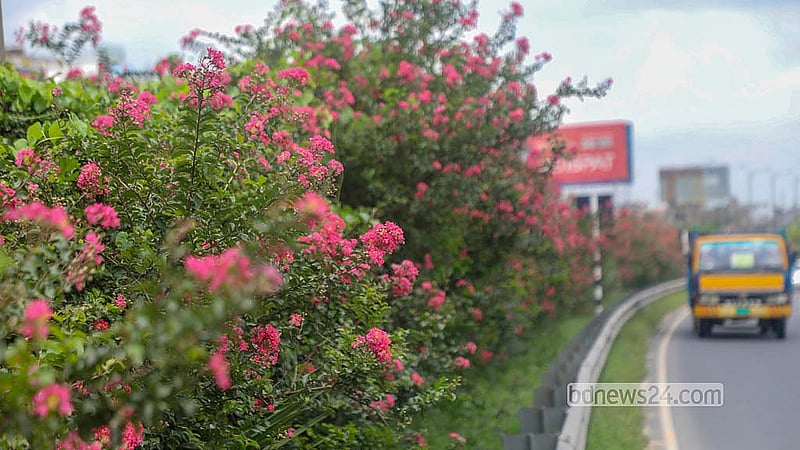 Pink cherry blossoms bloom along the road divider of the Mawa-Bhanga Expressway. Photo: Abdullah Al Momin