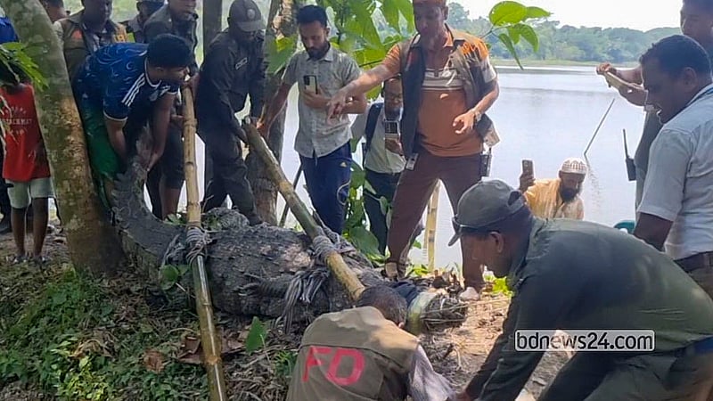 Forest Department personnel haul the crocodile ashore from the Hazrat Khan Jahan Ali shrine pond on Wednesday, Jun 3, 2026. Photo: Alip Ghatak