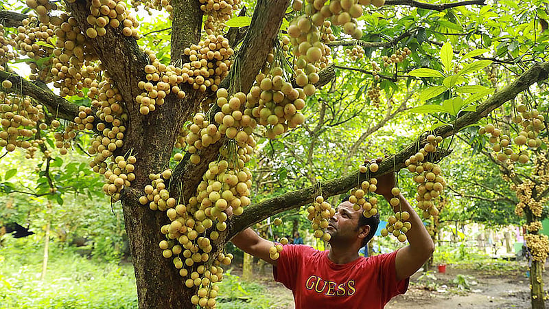 An orchard owner collects Burmese grapes in Morjal of Narsingdi’s Raipura Upazila. Photo: Shamsul Haque Ripon
