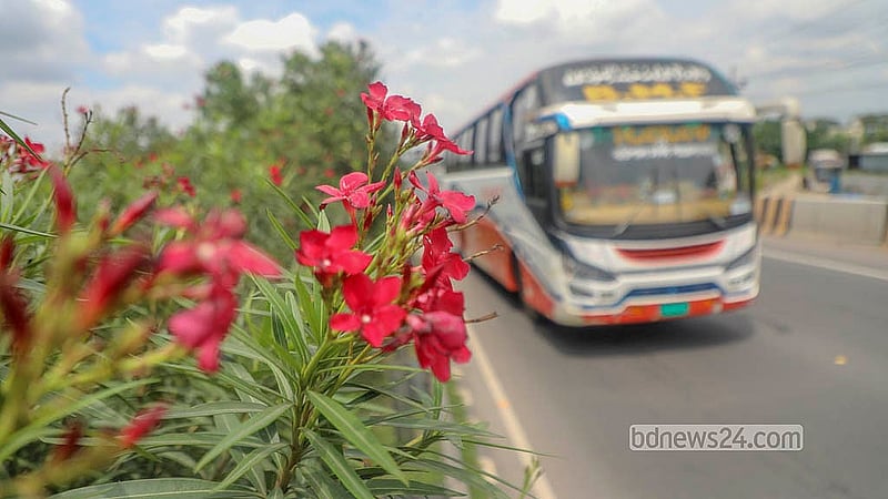 Red oleanders bloom in profusion along the road divider of the Mawa-Bhanga Expressway. Photo: Abdullah Al Momin