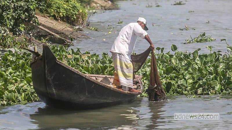 In the Buriganga, nets now come up packed with suckermouth catfish, an invasive species that has spread widely through open waters and poses a serious threat to aquatic ecosystems. Photo: Abdullah Al Momin