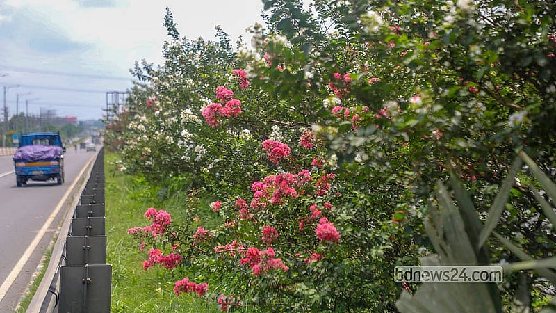 Pink cherry blossoms bloom along the road divider of the Mawa-Bhanga Expressway. Photo: Abdullah Al Momin