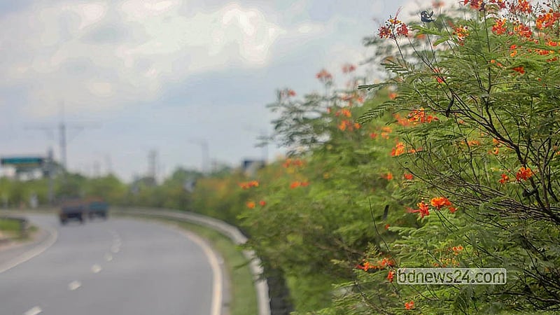 Flowering trees along the Mawa-Bhanga Expressway add a splash of colour and charm to the highway. Photo: Abdullah Al Momin