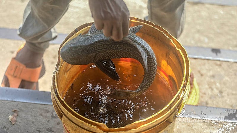 Suckermouth catfish weighing a kilogram or more are now being pulled from the Buriganga. Photo: Abdullah Al Momin