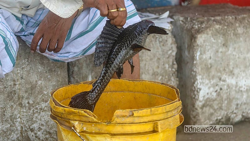 Sold as aquarium fish and unfit for human consumption, suckermouth catfish are now among the most common catches in the Buriganga. Photo: Abdullah Al Momin