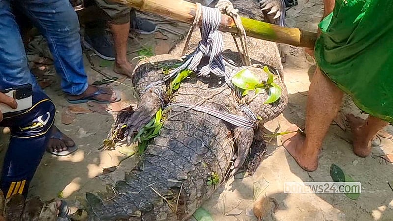 Forest Department personnel haul the crocodile ashore from the Hazrat Khan Jahan Ali shrine pond on Wednesday, Jun 3, 2026. Photo: Alip Ghatak