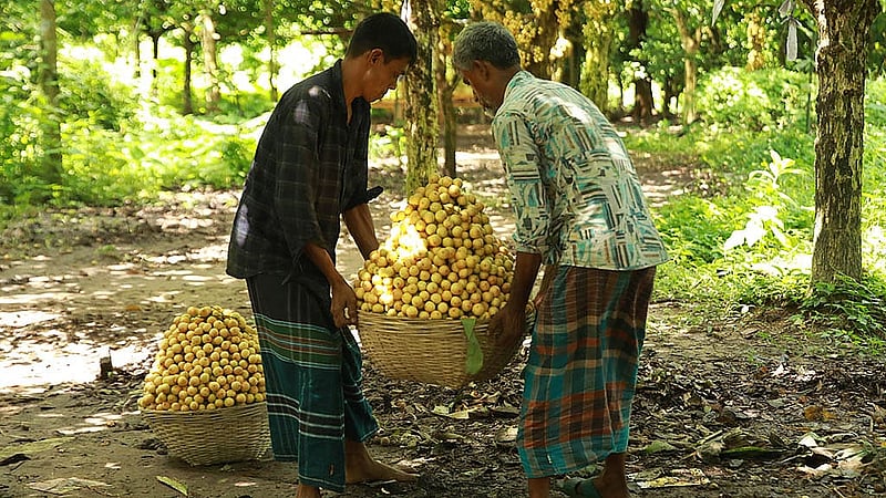 After being harvested, the Burmese grapes are sorted according to size and quality. These fruits will be sent to different parts of the country from Raipura Upazila of Narsingdi through the local wholesale market. Photo: Shamsul Haque Ripon