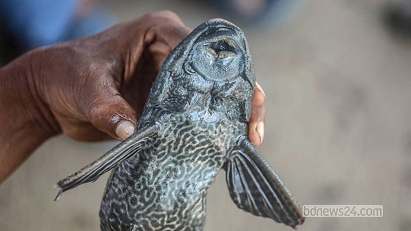 Sold as aquarium fish and unfit for human consumption, suckermouth catfish are now among the most common catches in the Buriganga. Photo: Abdullah Al Momin