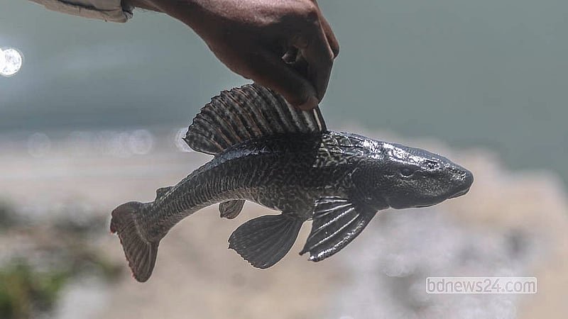 Suckermouth catfish weighing a kilogram or more are now being pulled from the Buriganga. Photo: Abdullah Al Momin