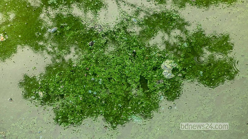 Untreated sewage and decomposing waste flow directly into Hatirjheel Lake, leaving a film of filth on the water's surface and generating an overpowering stench.  Photo: Abdullah Al Momin