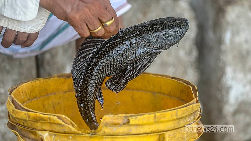 Nearly impossible to eradicate once established in open waters, the invasive fish are killed and discarded by fishermen when caught in their nets. Photo: Abdullah Al Momin
