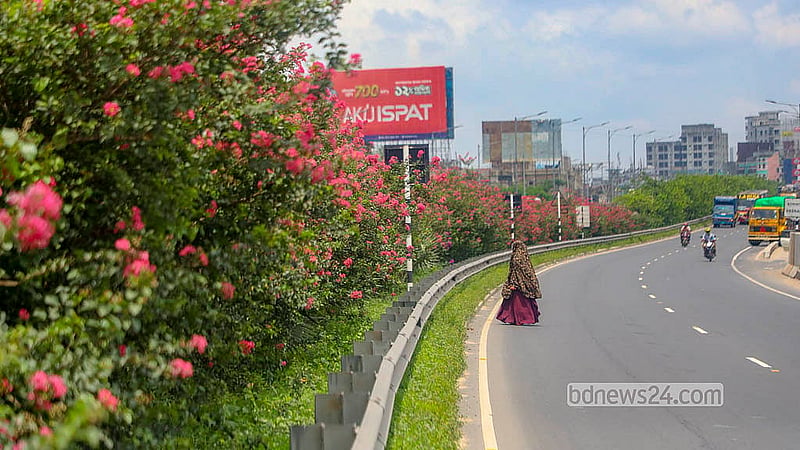 Flowering trees along the Mawa-Bhanga Expressway add a splash of colour and charm to the highway. Photo: Abdullah Al Momin