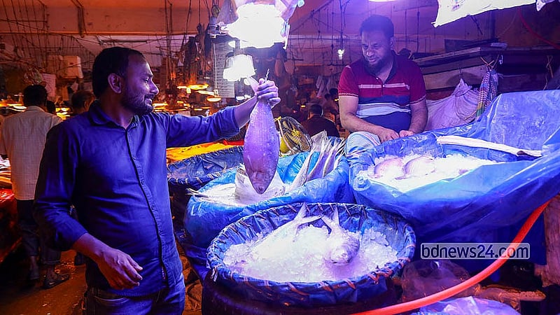 A customer inspects the size and quality of a hilsa before deciding whether to buy it at Karwan Bazar in Dhaka. Photo: Shamsul Haque Ripon