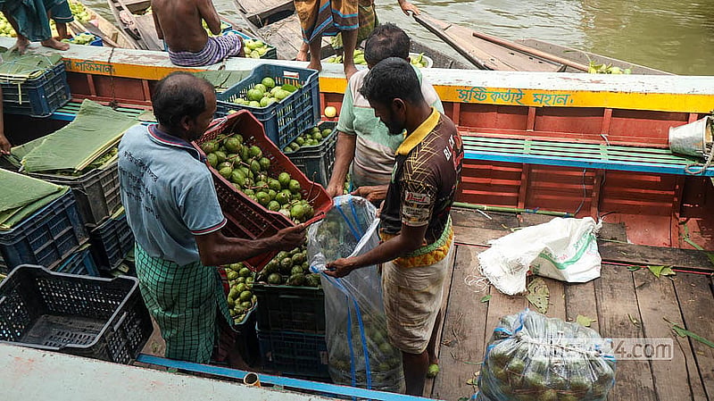 Seasonal hog plums are traded wholesale at the Bhimruli floating market on Jhalakathi’s Kirtipasha canal. Depending on quality, they sell for Tk 600 to Tk 700 per maund. Photo: Shamsul Haque Ripon