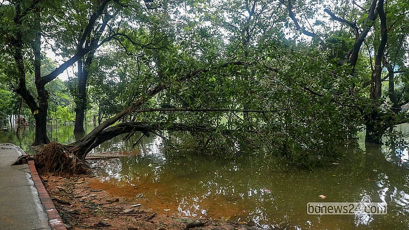 Several trees have been uprooted after persistent rain softened the soil along the Dhanmondi Lake's banks.  Photo: Abdullah Al Momin