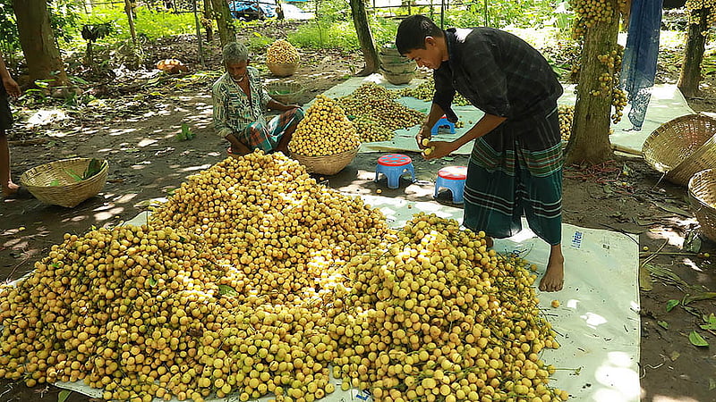 Burmese grapes are collected in buckets. Farmers in Narsingdi have expressed satisfaction with this year's fruit yield. Photo: Shamsul Haque Ripon