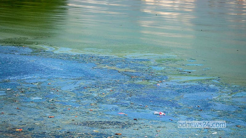 Excessive pollution and decaying waste spread a foul odour across the area near the floating bridge of Hatirjheel Lake.   Photo: Abdullah Al Momin
