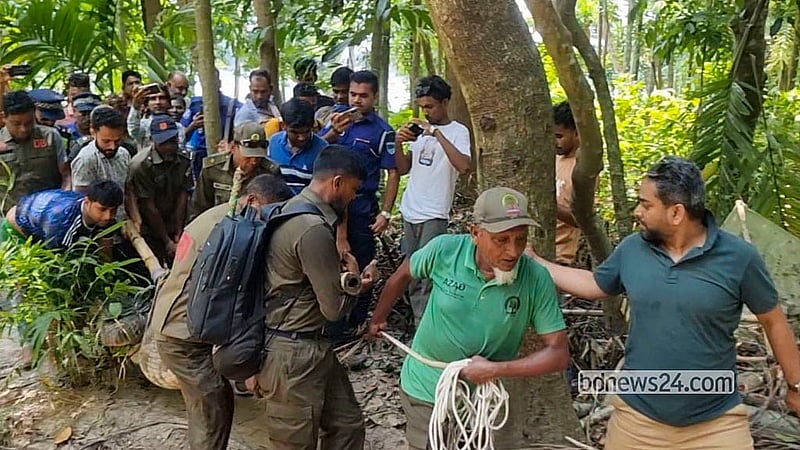 Forest Department personnel haul the crocodile ashore from the Hazrat Khan Jahan Ali shrine pond on Wednesday, Jun 3, 2026. Photo: Alip Ghatak