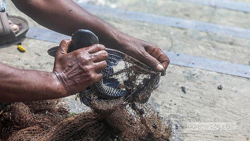 Suckermouth catfish are crowding out native species in the Buriganga, turning every cast into a haul of the invasive fish. Photo: Abdullah Al Momin