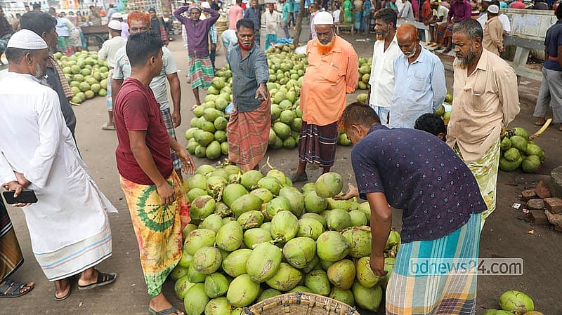 As temperatures rise and dengue cases increase, trading in coconuts has picked up at Sadarghat’s wholesale markets in Dhaka. Photo: Shamsul Haque Ripon