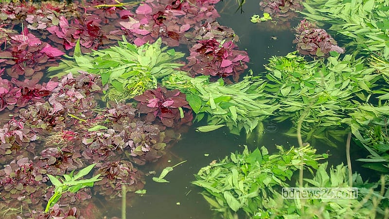 The greens are kept submerged in water for long periods to keep them looking fresh. As the water is connected to the Matuail Solid Waste Treatment Centre, it risks carrying various germs.  Photo: Abdullah Al Momin