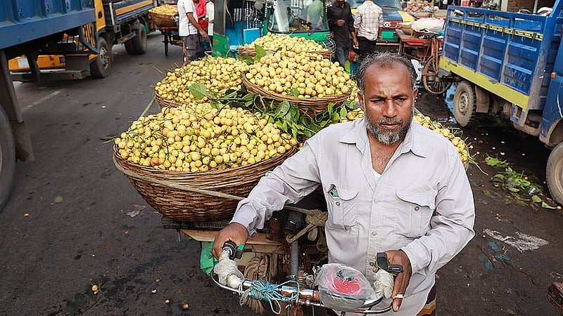 Farmers carry freshly harvested Burmese grapes to Morjal Bus Stand in Narsingdi for sale using vans and battery-powered rickshaws. Photo: Shamsul Haque Ripon