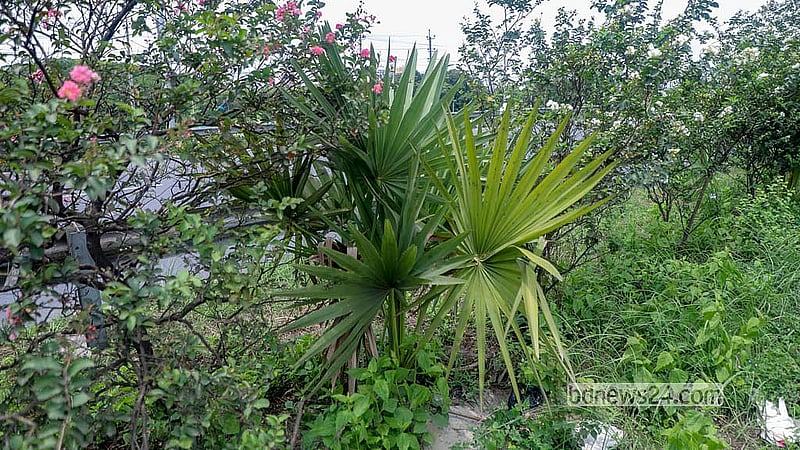 Palm trees have also been planted at different points along the Mawa-Bhanga Expressway’s central divider, alongside flowering plants. Photo: Abdullah Al Momin