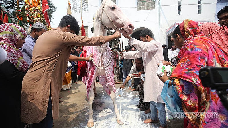 Horses’ feet are washed with milk as per the custom in the Tazia procession in Dhaka on Friday, Jun 26, 2026. Photo: Shamsul Haque Ripon