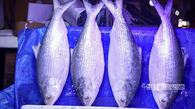 Hilsa are displayed for sale at a fish stall in Karwan Bazar. Traders say supplies have improved, but prices of larger fish remain high. Photo: Shamsul Haque Ripon