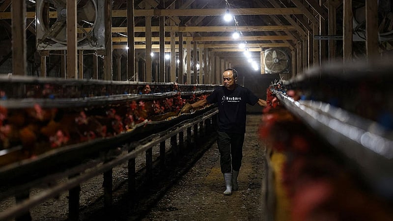 Tetsuya Usuba, 48, walks between cages housing Boris Brown chickens and stirs feed after barn lights switch on automatically at 2:30am at the Usuba poultry farm in Mashiko, Tochigi Prefecture, Japan, Aug10, 2026. REUTERS/Issei Kato
