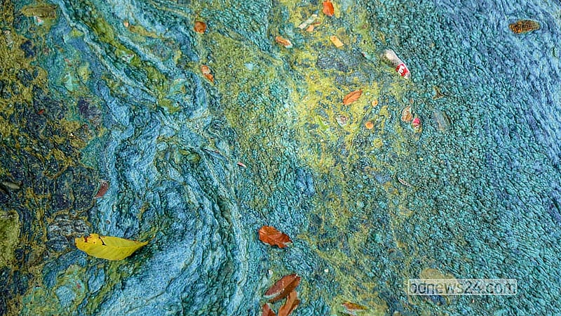 Untreated sewage and decomposing waste flow directly into Hatirjheel Lake, leaving a film of filth on the water's surface and generating an overpowering stench.  Photo: Abdullah Al Momin