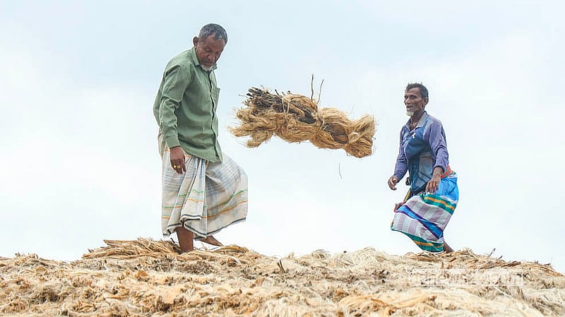Farmers and wholesale buyers are busy unloading and selling jute from boats at Dighirpar Market in Munshiganj.  Photo: Shamsul Haque Ripon