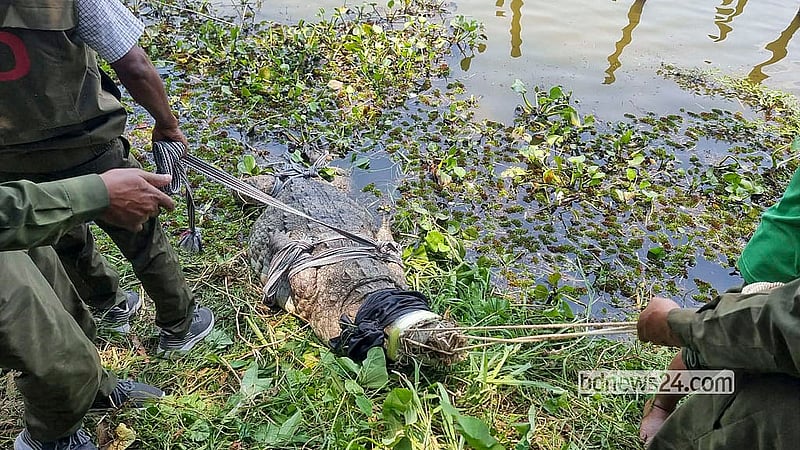 Forest Department rescue workers pull the crocodile from the pond of Hazrat Khan Jahan Ali's shrine in Bagerhat on Wednesday, Jun 3, 2026. Photo: Alip Ghatak