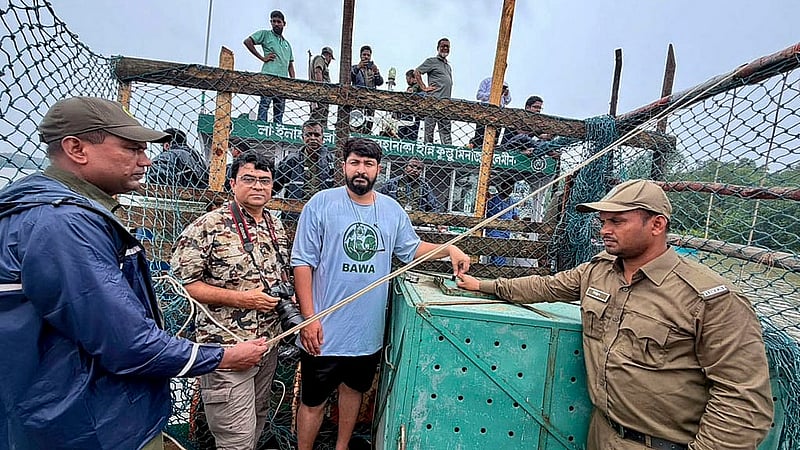 A tigress trapped by deer poachers in the Sundarbans is returned to the forest from the Khulna Wildlife Management and Nature Conservation Division on Sunday, Jul 12, 2026, after making a complete recovery. Photo: Adnan Azad Asif