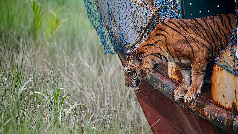 A tigress injured in a leaf trap set by poachers in the Sundarbans was released into the forest area adjacent to the Andharmanik Eco-Tourism Center of the Sundarbans East Forest Department on Sunday, Jul 12, 2026 after making a complete recovery. Photo: Adnan Azad Asif