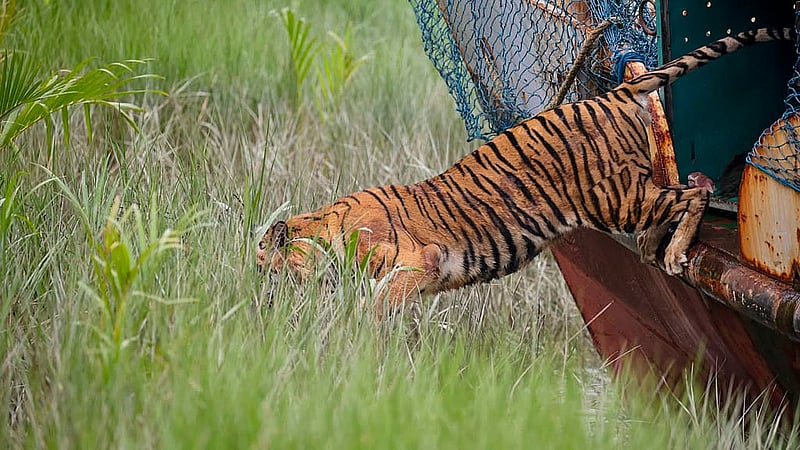 A tigress injured in a leaf trap set by poachers in the Sundarbans was released into the forest area adjacent to the Andharmanik Eco-Tourism Center of the Sundarbans East Forest Department on Sunday, Jul 12, 2026 after making a complete recovery. Photo: Adnan Azad Asif