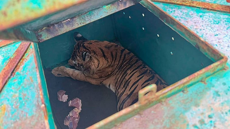 A tigress trapped by deer poachers in the Sundarbans is returned to the forest from the Khulna Wildlife Management and Nature Conservation Division on Sunday, Jul 12, 2026, after making a complete recovery. Photo: Adnan Azad Asif