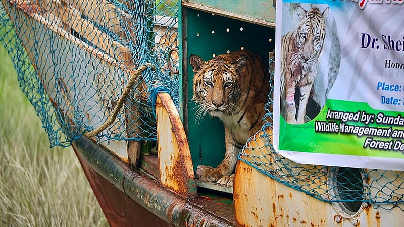 A tigress injured in a leaf trap set by poachers in the Sundarbans was released into the forest area adjacent to the Andharmanik Eco-Tourism Center of the Sundarbans East Forest Department on Sunday, Jul 12, 2026 after making a complete recovery. Photo: Adnan Azad Asif