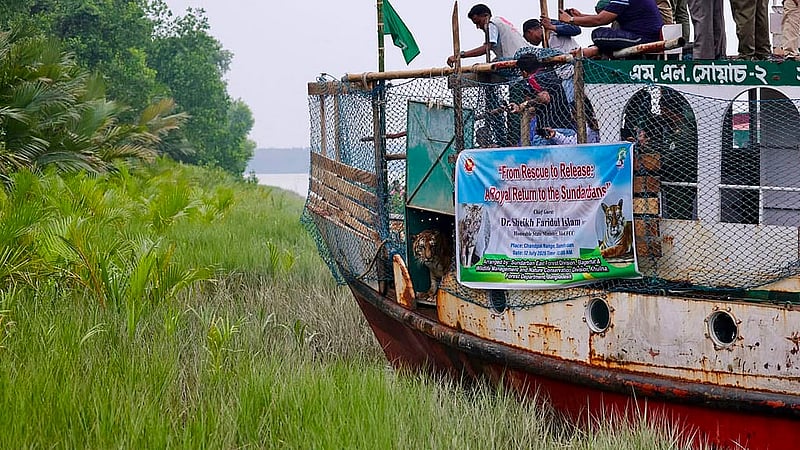 A tigress injured in a leaf trap set by poachers in the Sundarbans was released into the forest area adjacent to the Andharmanik Eco-Tourism Center of the Sundarbans East Forest Department on Sunday, Jul 12, 2026 after making a complete recovery. Photo: Adnan Azad Asif