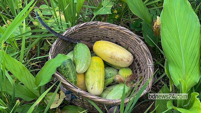 Aubergine, sesame, and a variety of fresh vegetables can be seen in the jhum fields. Farmers have reaped a bumper harvest from the mixed cultivation this year. Photo: Samir Mallik