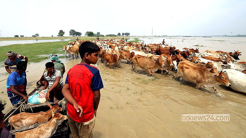 With grazing lands swallowed by floodwaters, vast herds of cattle swim across a tributary of the Padma. Photo: Md Fakrul Islam